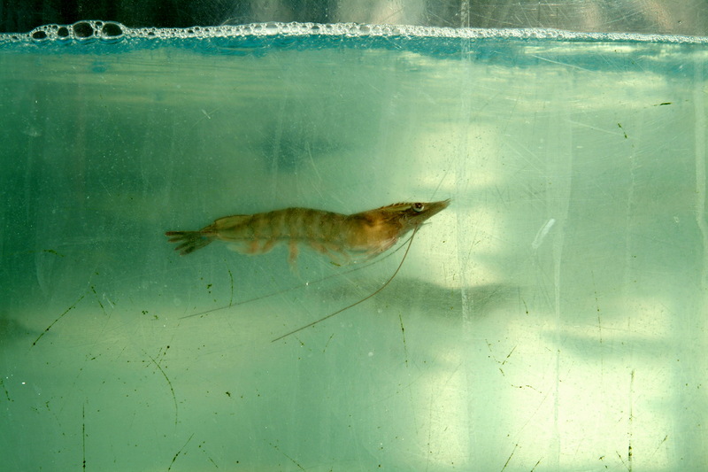 대하(大蝦) Fenneropenaeus chinensis (Fleshy Prawn); DISPLAY FULL IMAGE.