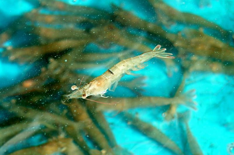 대하(大蝦) Fenneropenaeus chinensis (Fleshy Prawn); DISPLAY FULL IMAGE.