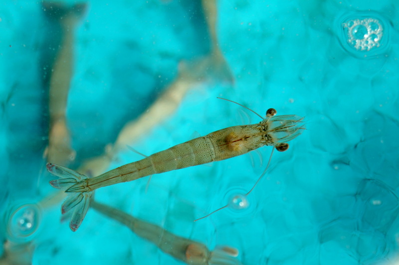 대하(大蝦) Fenneropenaeus chinensis (Fleshy Prawn); DISPLAY FULL IMAGE.