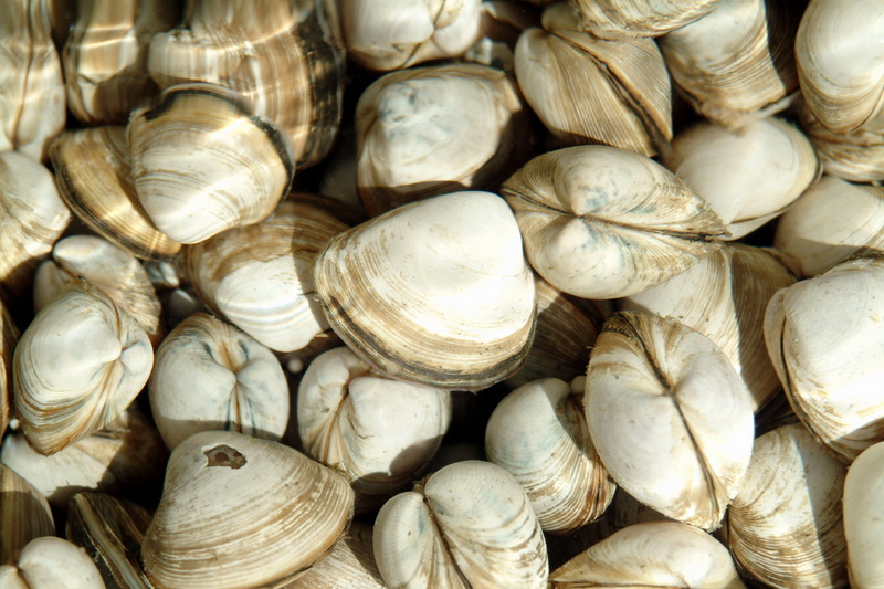 동죽조개 Mactra veneriformis (Surf Clam); DISPLAY FULL IMAGE.