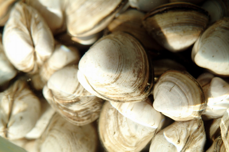 동죽조개 Mactra veneriformis (Surf Clam); DISPLAY FULL IMAGE.