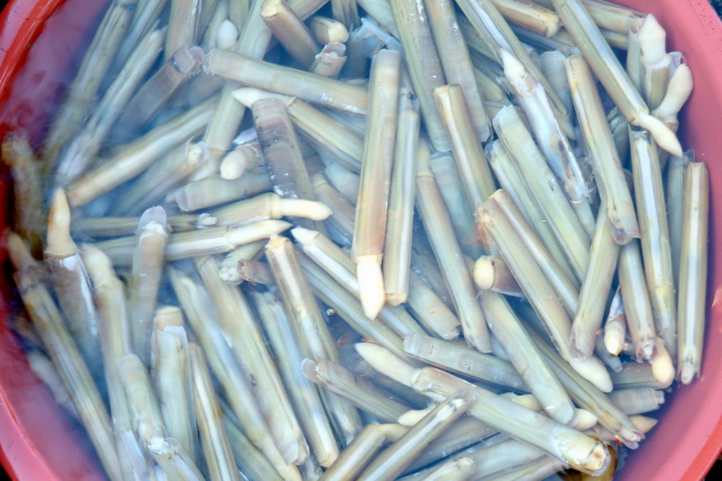 맛조개 Solen strictus (Razor Clam); DISPLAY FULL IMAGE.