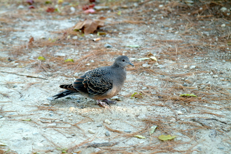 멧비둘기 Streptopelia orientalis (Oriental Turtle Dove); DISPLAY FULL IMAGE.