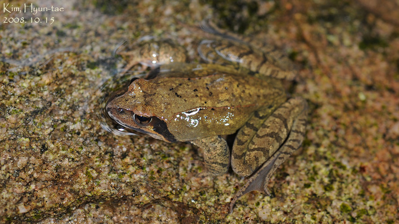 북방산개구리 Rana dybowskii; DISPLAY FULL IMAGE.