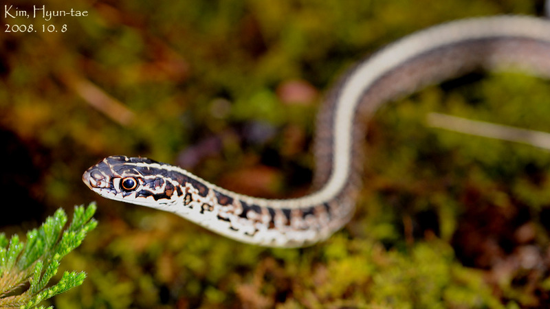 Coluber spinalis 실뱀 Tape Snake; DISPLAY FULL IMAGE.