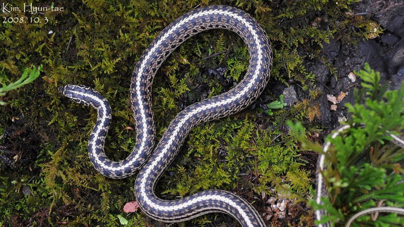 Coluber spinalis 실뱀 Tape Snake; DISPLAY FULL IMAGE.