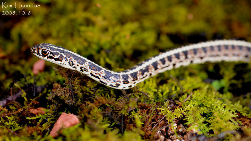 Coluber spinalis 실뱀 Tape Snake; DISPLAY FULL IMAGE.