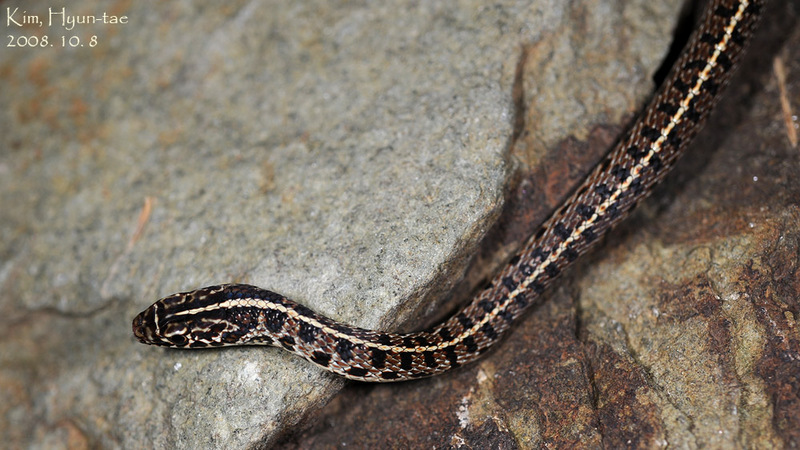 Coluber spinalis 실뱀 Tape Snake; DISPLAY FULL IMAGE.