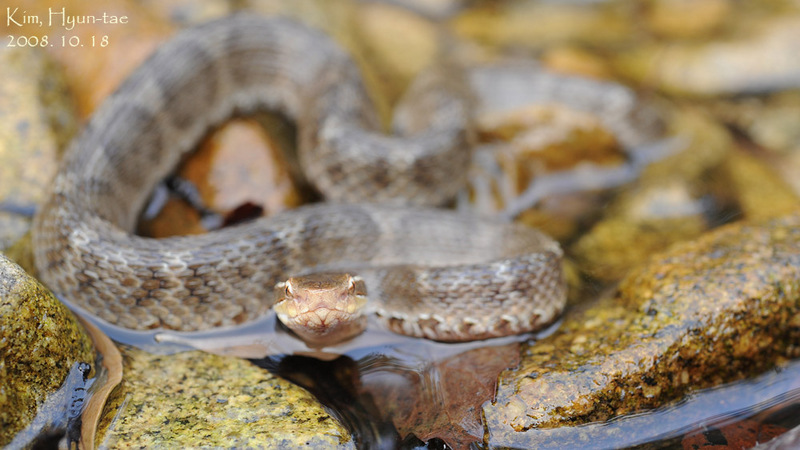 Gloydius ussuriensis 쇠살모사 Red-tongue Pit-Viper; DISPLAY FULL IMAGE.