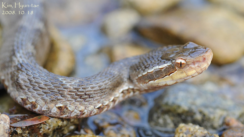 Gloydius ussuriensis 쇠살모사 Red-tongue Pit-Viper; DISPLAY FULL IMAGE.