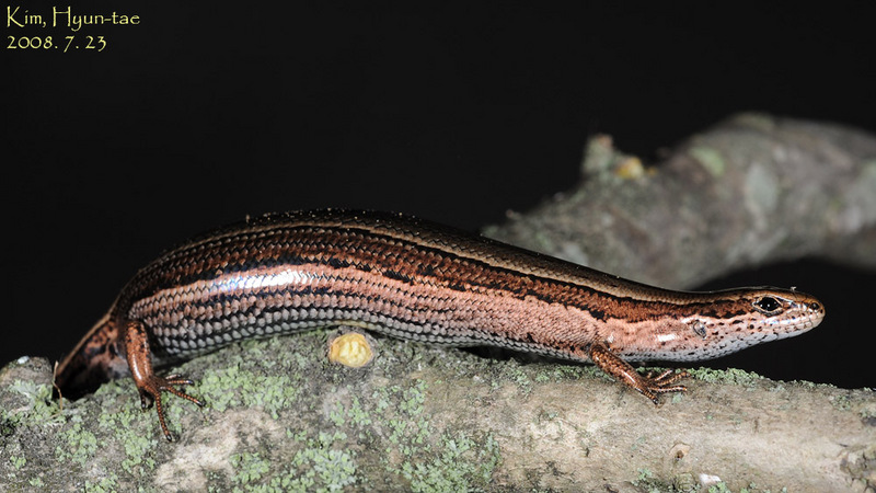 Scincella huanrensis 북도마뱀 ; DISPLAY FULL IMAGE.