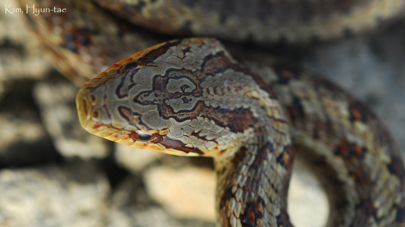 Elaphe dione  누룩뱀 Cat Snake; DISPLAY FULL IMAGE.