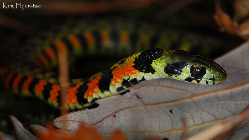 Rhabdophis tigrinus 유혈목이(tigrinus 아종) Tiger Keelback Snake; DISPLAY FULL IMAGE.