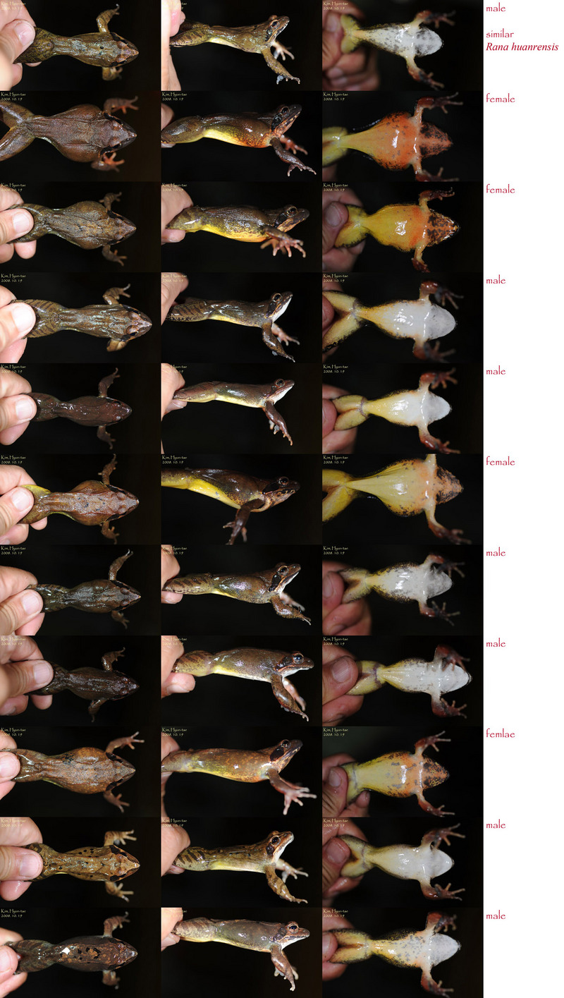 Rana dybowskii  산개구리(북방산개구리) Dybowski's Brown Frog; DISPLAY FULL IMAGE.