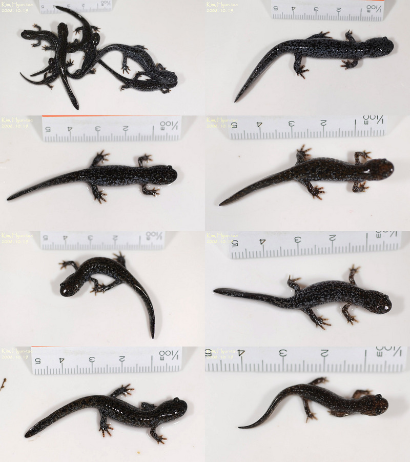 Hynobius leechii 도롱뇽 Korean Salamander; DISPLAY FULL IMAGE.