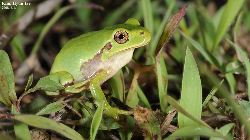 Hyla suweonensis 수원청개구리 Suweon Tree Frog  암컷; DISPLAY FULL IMAGE.