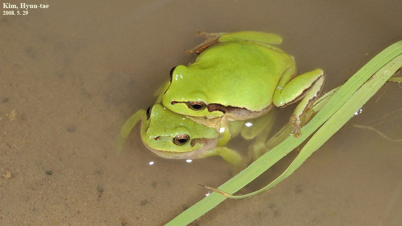 Hyla suweonensis 수원청개구리 Suweon Tree Frog  짝짓기모습; DISPLAY FULL IMAGE.