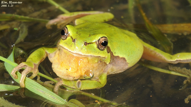 Hyla suweonensis 수원청개구리 Suweon Tree Frog  수컷; DISPLAY FULL IMAGE.