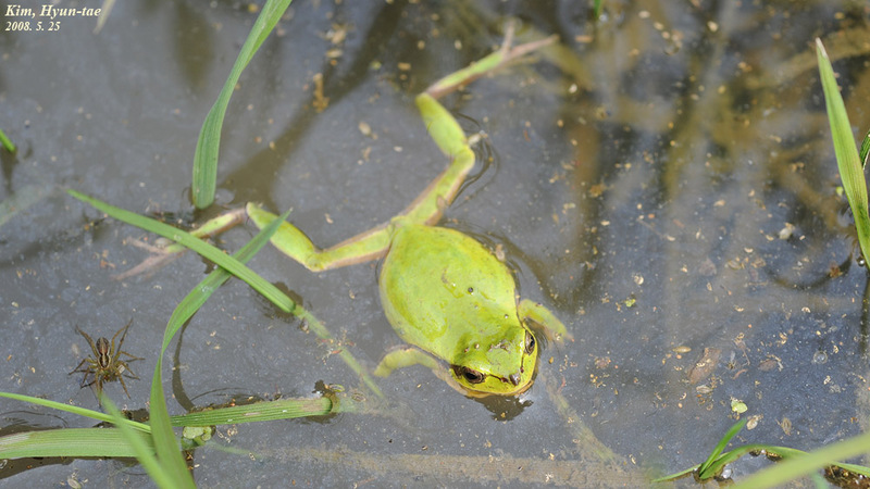 Hyla suweonensis 수원청개구리 Suweon Tree Frog  수컷; DISPLAY FULL IMAGE.