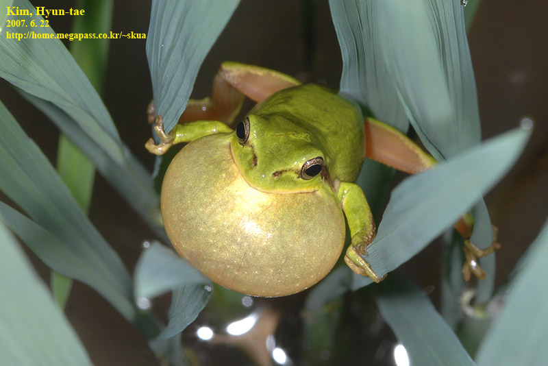 Hyla suweonensis 수원청개구리 Suweon Tree Frog  수컷; DISPLAY FULL IMAGE.