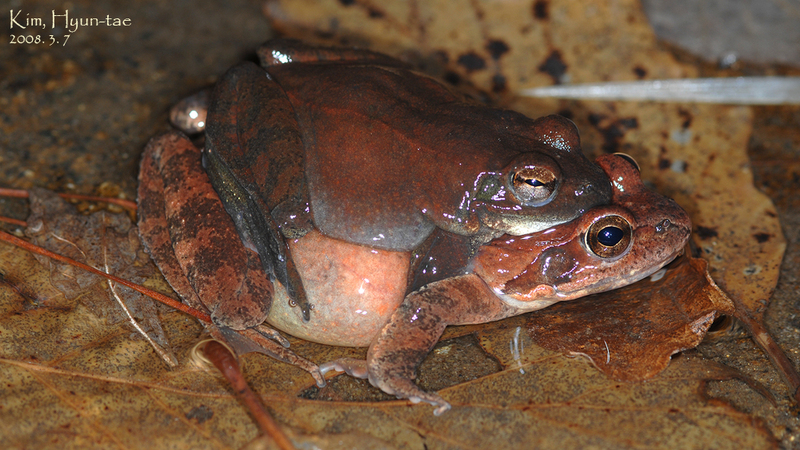 Rana huanrensis 계곡산개구리 Stream Brown Frog 짝짓기; DISPLAY FULL IMAGE.