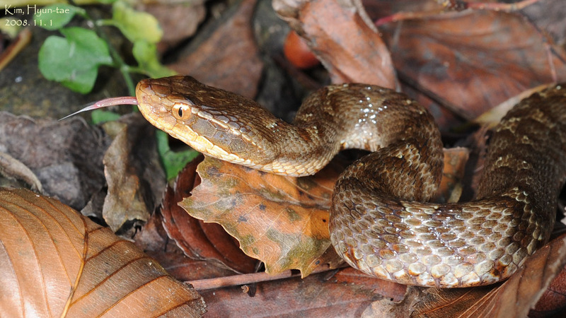 Gloydius ussuriensis 쇠살모사 Red-tongue Pit-Viper; DISPLAY FULL IMAGE.