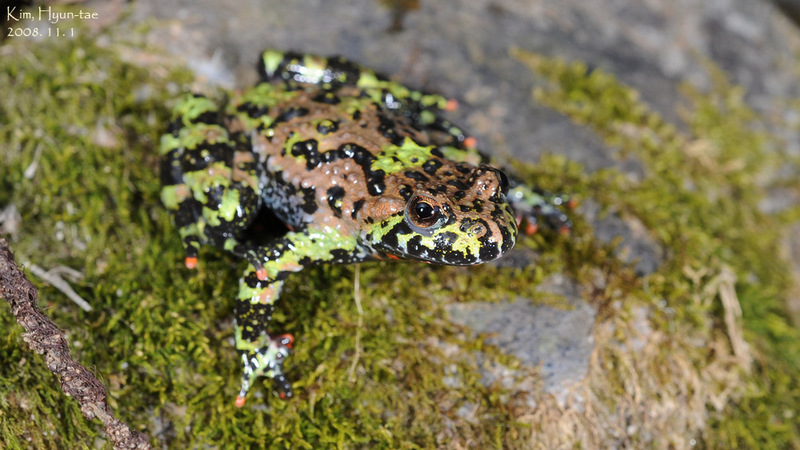 Bombina orientalis 무당개구리 Korean Fire-bellied Toad; DISPLAY FULL IMAGE.