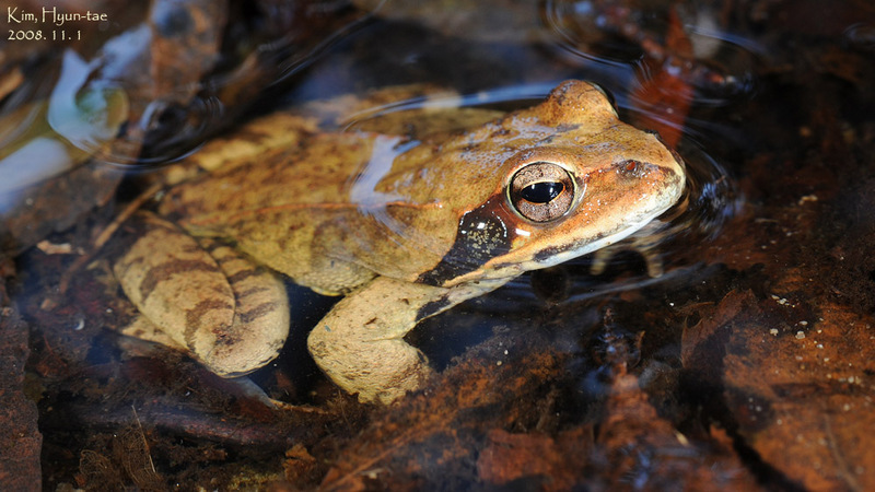 Rana dybowskii  산개구리(북방산개구리) Dybowski's Brown Frog; DISPLAY FULL IMAGE.