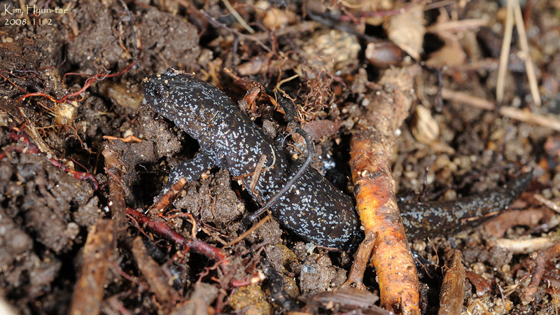 Hynobius leechii 도롱뇽 Korean Salamander; DISPLAY FULL IMAGE.