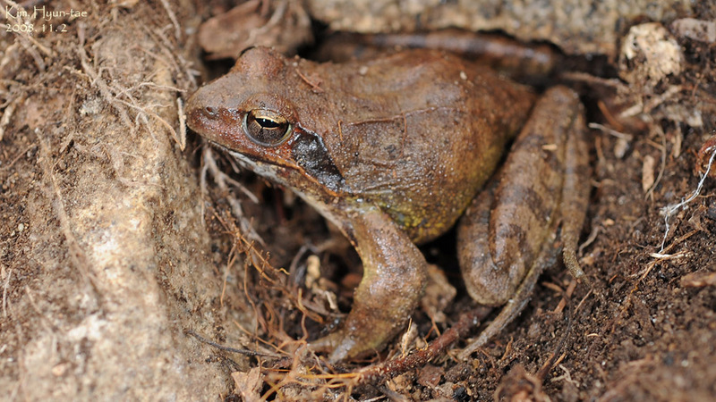Rana dybowskii  산개구리(북방산개구리) Dybowski's Brown Frog; DISPLAY FULL IMAGE.