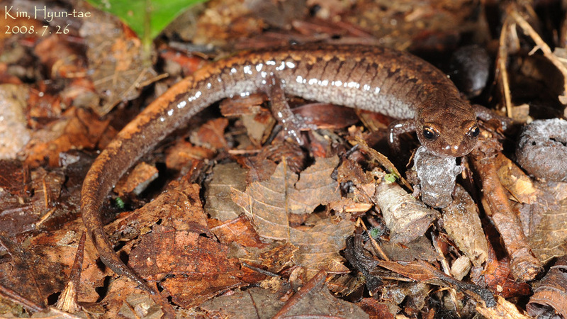 Karsenia koreana 이끼도롱뇽 Korean Crevice Salamander; DISPLAY FULL IMAGE.