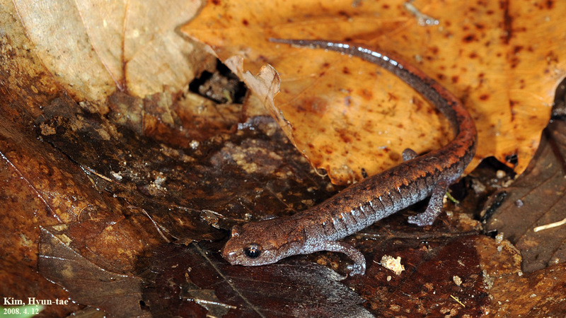 Karsenia koreana 이끼도롱뇽 Korean Crevice Salamander; DISPLAY FULL IMAGE.