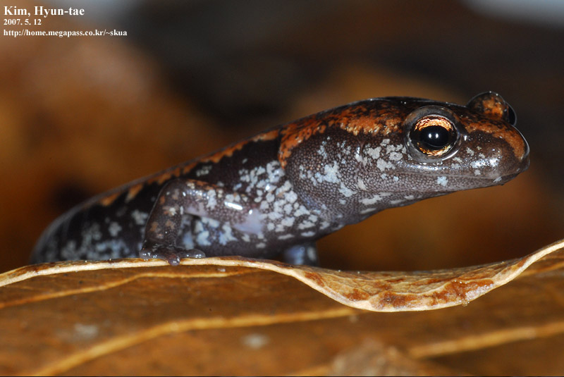 Karsenia koreana 이끼도롱뇽 Korean Crevice Salamander; DISPLAY FULL IMAGE.