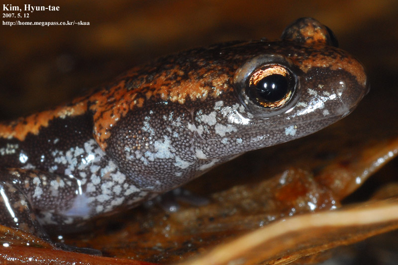 Karsenia koreana 이끼도롱뇽 Korean Crevice Salamander; DISPLAY FULL IMAGE.