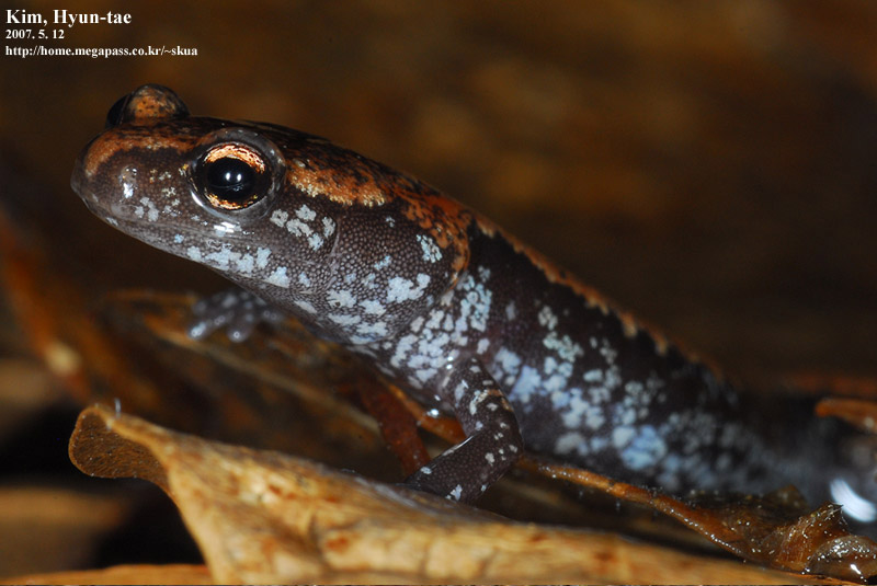 Karsenia koreana 이끼도롱뇽 Korean Crevice Salamander; DISPLAY FULL IMAGE.