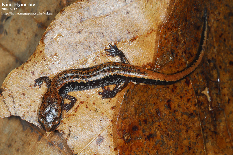 Karsenia koreana 이끼도롱뇽 Korean Crevice Salamander; DISPLAY FULL IMAGE.