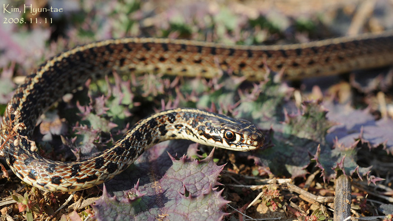 Coluber spinalis 실뱀 Tape Snake; DISPLAY FULL IMAGE.