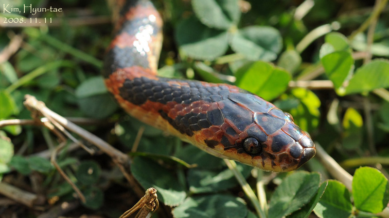 Dinodon rufozonatum 능구렁이 Red Banded Odd-tooth Snake; DISPLAY FULL IMAGE.