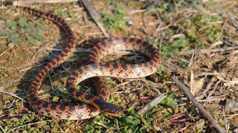 Dinodon rufozonatum 능구렁이 Red Banded Odd-tooth Snake; DISPLAY FULL IMAGE.