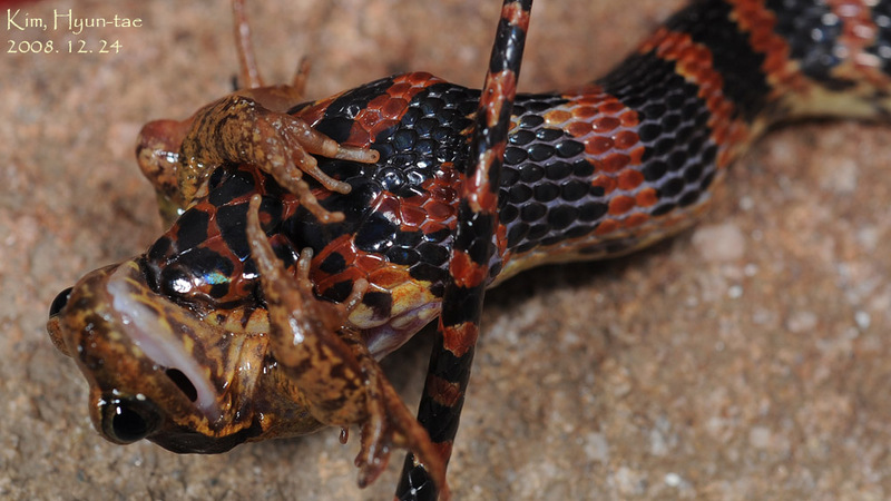 Dinodon rufozonatum 능구렁이 Red-banded Snake; DISPLAY FULL IMAGE.