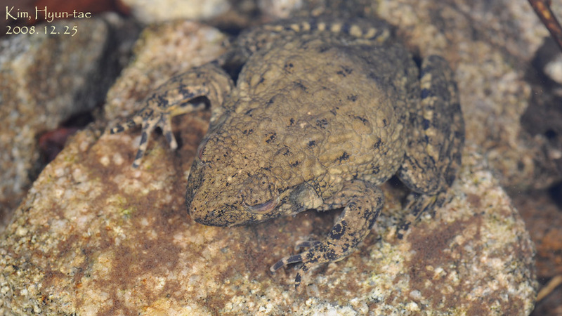 Glandirana emeljanovi 옴개구리 Rough-skinned Frog; DISPLAY FULL IMAGE.