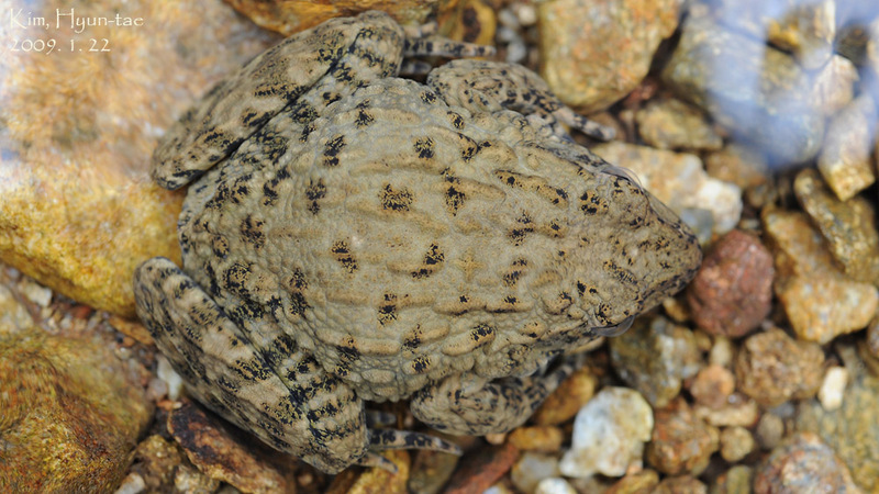 Glandirana emeljanovi 옴개구리 Rough-skinned Frog; DISPLAY FULL IMAGE.