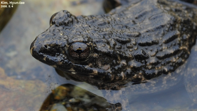 Glandirana emeljanovi 옴개구리 Rough-skinned Frog; DISPLAY FULL IMAGE.