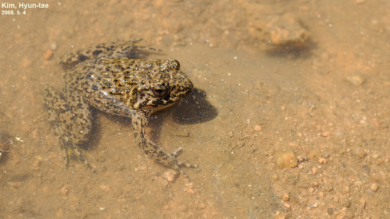 Glandirana emeljanovi 옴개구리 Rough-skinned Frog; DISPLAY FULL IMAGE.