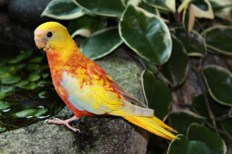 Turquoisine Parrot/Neophema pulchella:황오파린도라지아기; DISPLAY FULL IMAGE.