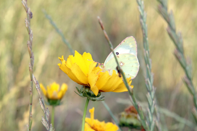 금계국과 노랑나비(Colias erate); DISPLAY FULL IMAGE.