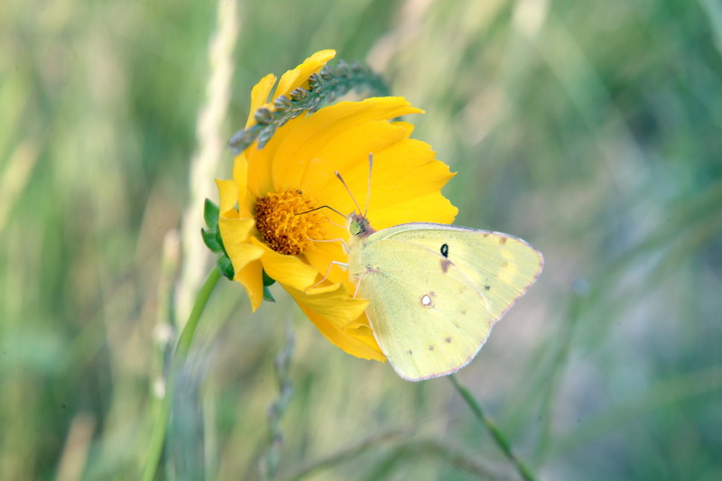 금계국과 노랑나비(Colias erate); DISPLAY FULL IMAGE.