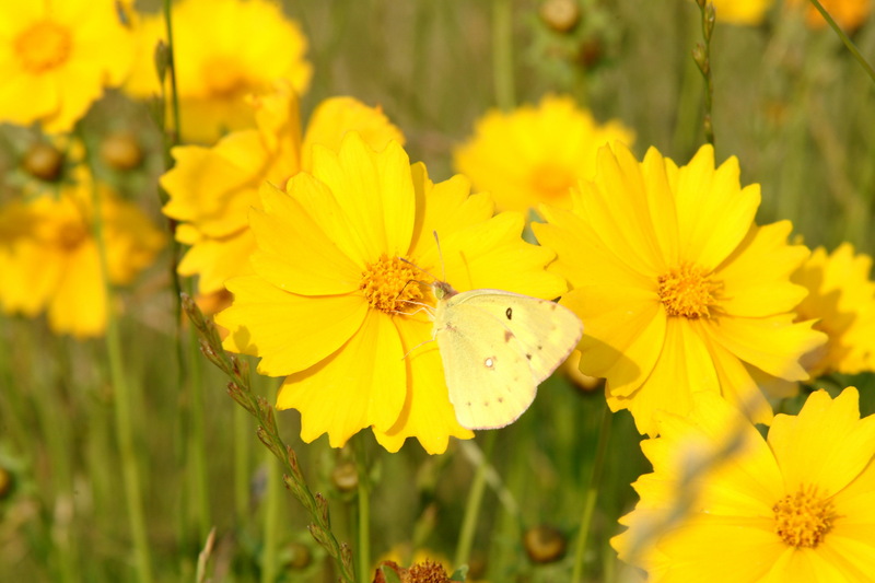 금계국과 노랑나비(Colias erate); DISPLAY FULL IMAGE.