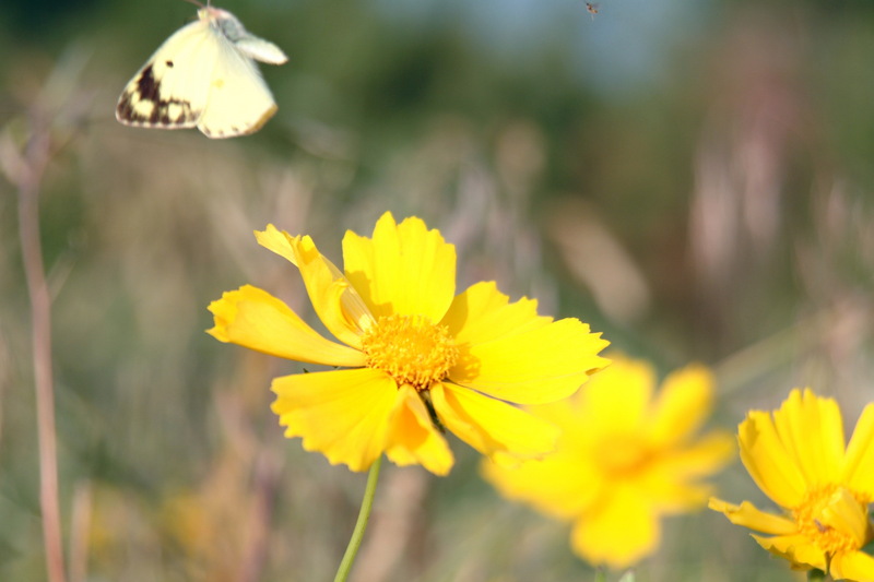 금계국과 노랑나비(Colias erate); DISPLAY FULL IMAGE.