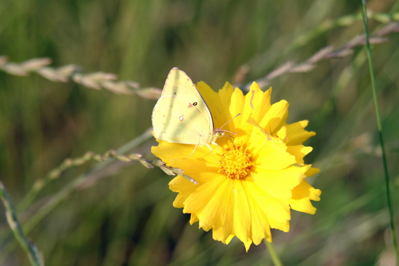 금계국과 노랑나비(Colias erate); DISPLAY FULL IMAGE.